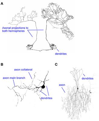 Axonal Computations